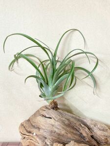 【Frontier Plants】チランジア・ラウトネリー　T. lautneri ブロメリア エアプランツ