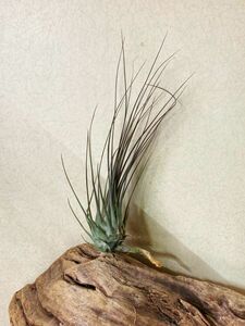 【Frontier Plants】チランジア・ディスティカ・ジャイアントフォームグレイ　T. disticha Giant Form Grey ブロメリア エアプランツ