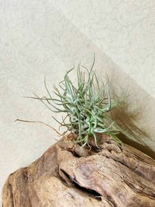 【Frontier Plants】チランジア・シュスゴネンシス（チェスゴネンシス、クスゴネンシス）　T. chusgonensis ブロメリア エアプランツ