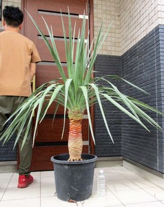 [ reality goods ] dracaena * gong ko( dragon ..) super large stock .. very thick 13 number A782