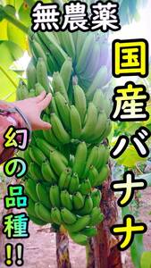 【農薬・化学肥料不使用】国産バナナ！！1.1kg+安納芋400g お試しセット【種子島産】