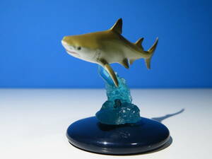 サメ鮫：ネイチャーテクニカラーコレクション/レモンザメ