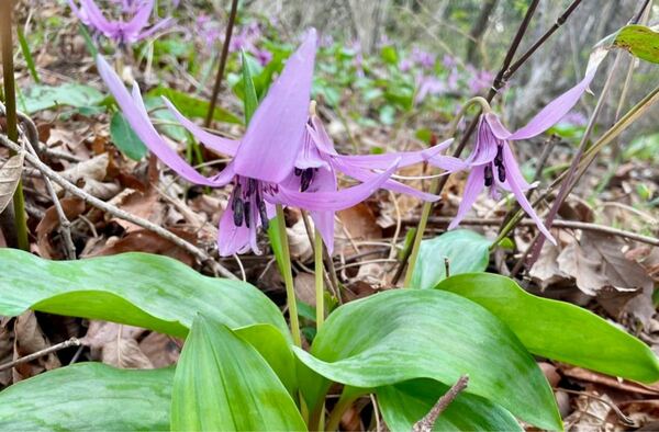 貴重 ■ カタクリ 球根 10個　プラスあり片栗 山野草 ■送料無料 東北産 ユリ科 鉢植え　庭植え　期間限定　自然　無農薬