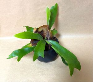 【限定1点】観葉植物 コウモリラン ビカクシダ(品種ビフルカツム) 陶器鉢付き 熱帯地域植物 匿名配送