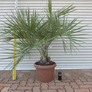 ③ reality goods shipping / cocos nucifera. tree [ here s cocos nucifera 1 pot /k rest planter 380 type /LL size home delivery box ] beautiful . shape .. garden .... excellent article!