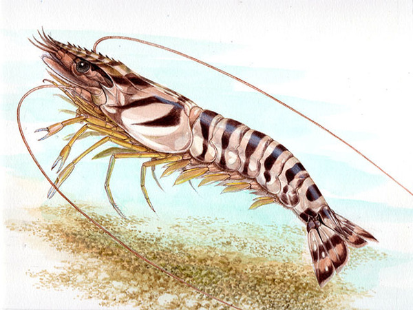水彩画 生物細密画「クルマんくエビ」 真作