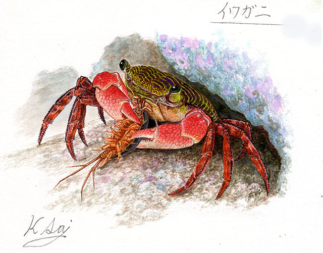لوحة مصغرة بالألوان المائية لمخلوق حي Rock Crab أصلي, تلوين, ألوان مائية, لوحات حيوانات
