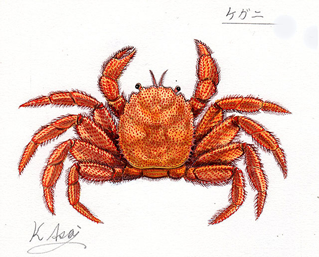 Peinture miniature à l'aquarelle d'une créature vivante Crabe à cheveux Authentique, Peinture, aquarelle, Peintures animalières