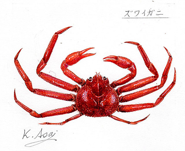 水彩画 生物細密画「ズワイガニ」 真作