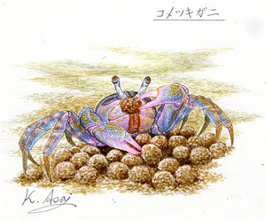 Art hand Auction Aquarell biologische Miniaturmalerei Kometsuki Krabbe Shinsaku, Malerei, Aquarell, Tierzeichnung