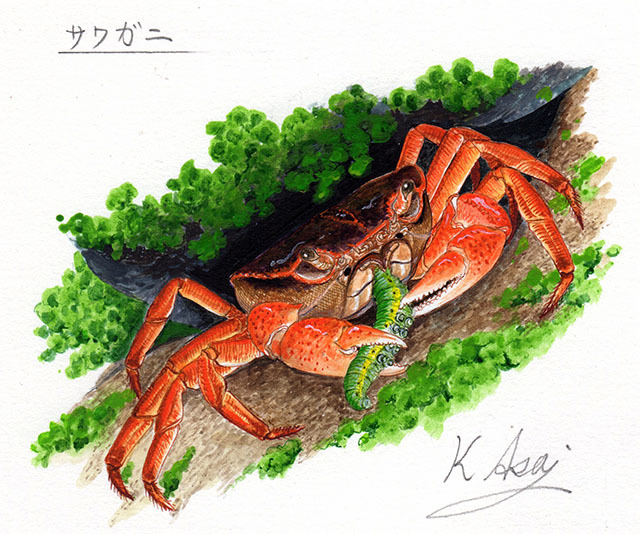 生物水彩微型画 Sawagani Authentic, 绘画, 水彩, 动物画