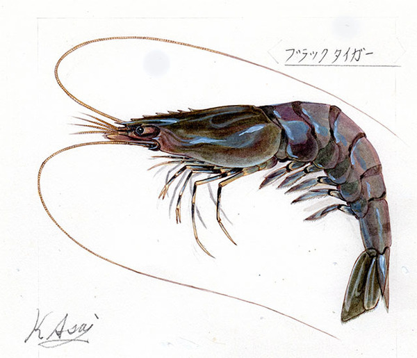 水彩画 生物細密画「ブラックタイガー」 真作