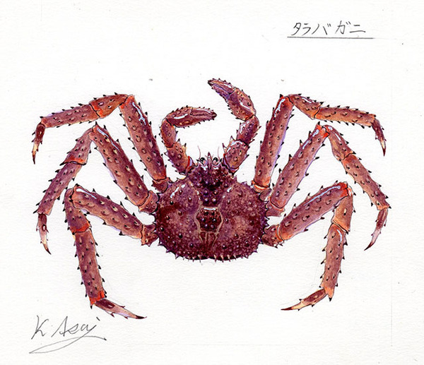 水彩画 生物細密画「タラバガニ」 真作