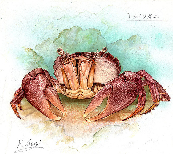 水彩画 生物細密画「ヒライソガニ」 真作
