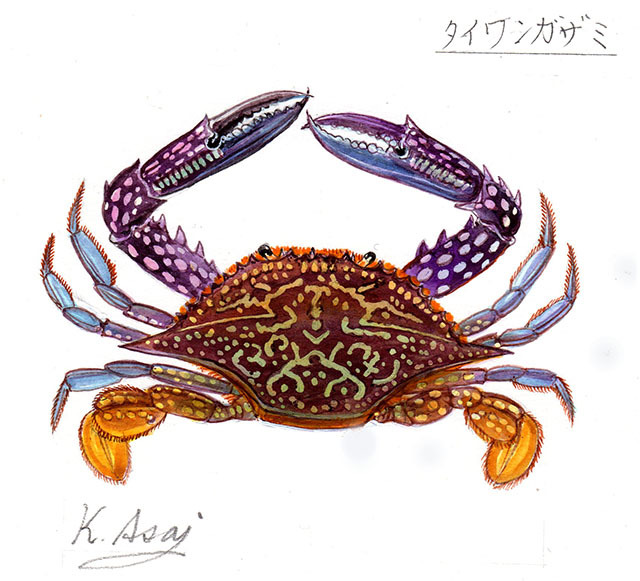 Aquarell-Miniaturmalerei der taiwanesischen Krabbe, echt, Malerei, Aquarell, Tierbilder