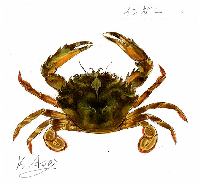 水彩生物微缩绘画 Ishi Crab Shinsaku, 绘画, 水彩, 动物画