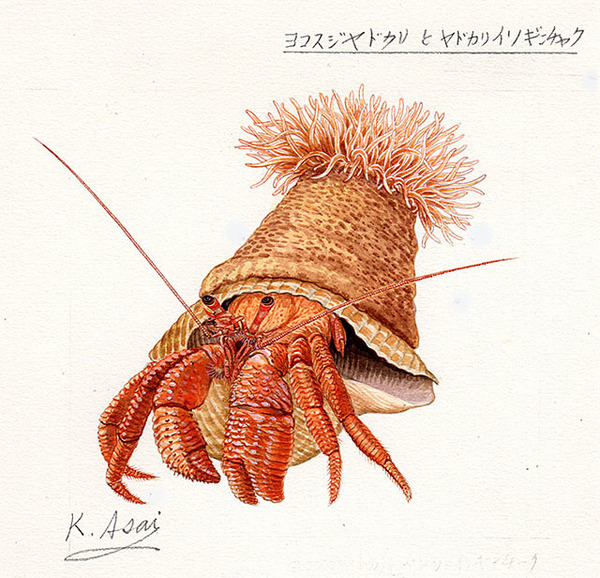 水彩画 生物細密画「ヨコスジヤドカリとヤドカリイソギンチャク」 真作