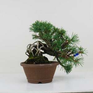 五葉松 ごようまつ Pinus parviflora ゴヨウマツ 根上り マツ科 常緑針葉樹 観賞用 盆栽 小品 現品