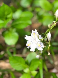 日陰のお庭に★シヤガ★山野草★茶花