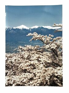 [ light castle mountain. Sakura life photograph ] north Alps * cheap cloudiness ....M0217B