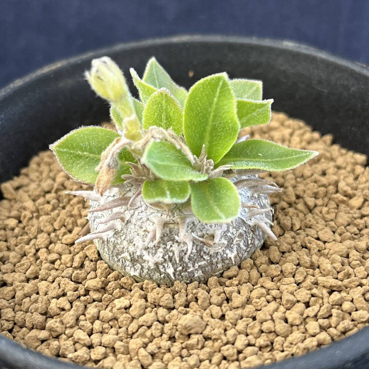 ヤフオク! -恵比寿笑いの中古品・新品・未使用品一覧 ヤフオク! -恵比寿笑いの中古品・新品・未使用品一覧
