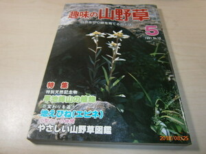 ｂ１■趣味の山野草1981年５月早池峰山の植物、地えびね（エビネ）