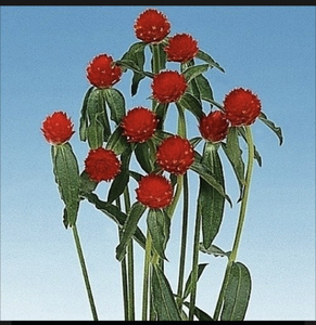 千日紅ストロベリーフィールズ10粒と2種類の植物の種のおまけ付き！