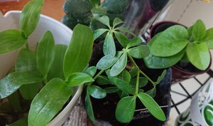 観葉植物 5種10株+オマケ付き