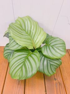 カラテア オルビフォリア 3.5号