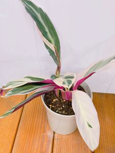 カラテア ストロマンテトリオスター 4号