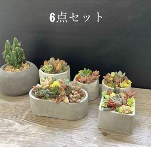 オシャレセメント植木鉢6点セット