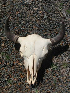  Buffalo Skull голова .neitib индеец Western 