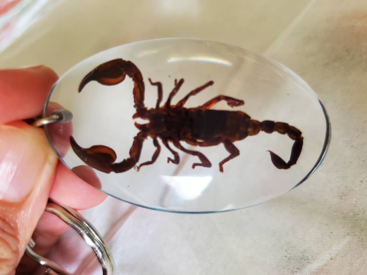 完成品 キーフック キーホルダー サソリ 真鍮製 かっこいい スコーピオン 毒針 蠍 キーホルダー