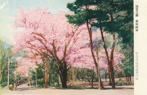 §戦後絵葉書E67 宇奈月温泉遊園の桜 昭和30年代頃 富山県黒部峡谷名所