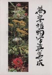 萬葉植物写真集成／中根三枝子(著者)