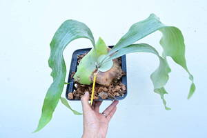 P.griffin(P.veitchii x P.diversifolium) 大株① @bikamori.com ビカクシダ グリフィン