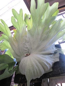 P.mentelosii① @bikamori.com メンテロシー ビカクシダ