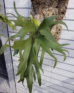 P.willinckii 'HP100'① @bikamori.com ビカクシダ ウィリンキー