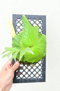P.coronarium Philippines Dwarf① @bikamori.com コロナリウム フィリピネスドワーフ ビカクシダ