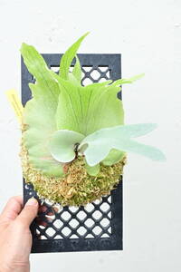 P.willinckii cv.Bari @bikamori.com ウィリンキー バリ ビカクシダ