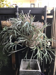 P.veitchii Auburn river③ @bikamori.com アーバンリバー ビカクシダ