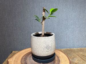 ガジュマル プランター付き