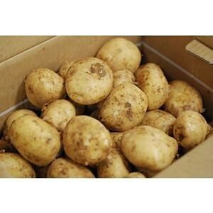 #[ Hokkaido ][ Kyushu production ] potato ( horse bell .)10kg!!