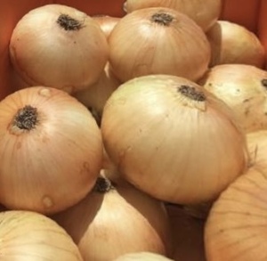  Awaji Island production onion 10kg[.... new onion ]2L size L size M size selection possibility! prompt decision is 20kg delivery!