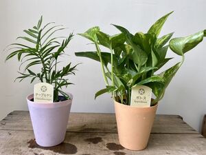 観葉セット テーブルヤシ ポトス 4寸