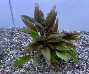  water plants Cryptocoryne *wenti* Brown 1POT water leaf 