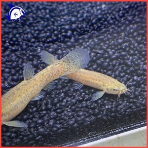 ホトケドジョウ　1匹　※雌雄のご指定不可　日本淡水魚　川魚
