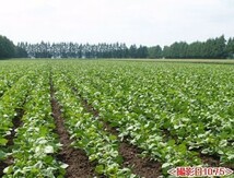 豆力　契約栽培十勝産　大納言　10kg_画像3