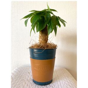 【限定1鉢】観葉植物 パキラ ハイドロボール植え 父の日 クーポン消化