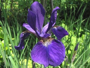 ヤフオク シベリア 花 園芸 の落札相場 落札価格 ヤフオク シベリア 花 園芸 の落札相場 落札価格